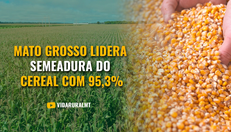 MATO GROSSO LIDERA SEMEADURA DO MILHO COM 95,3% DA ÁREA SEMEADA